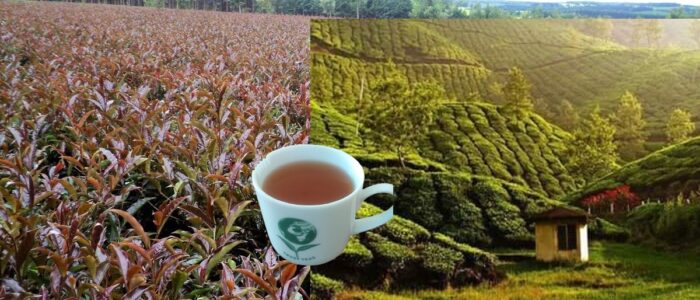 trust-tea-purple_tea_farm-faming-mombasa-nairobi-nakuru-kisumu-auction-kenya